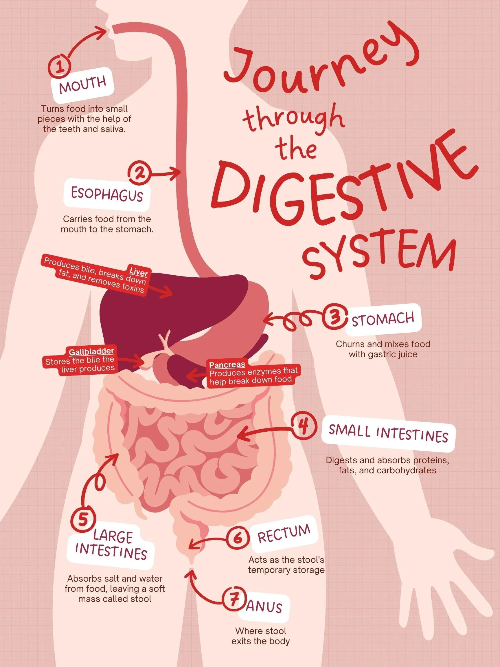 Digestion-web